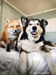 Moose the Malamute Mix & Juniper the Domestic Fox: A Remarkable Interspecies Bond