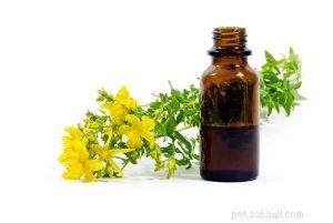 Natural Solutions for Your Dog’s Spinal Health: Holistic Care for IVDD and Spondylosis