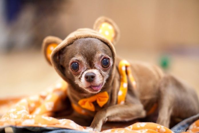 Meet Chloe Kardoggian: The World’s Most Famous Senior Chihuahua