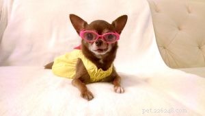 Meet Chloe Kardoggian: The World’s Most Famous Senior Chihuahua