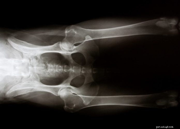 3 Proven Treatments for Dog Joint Pain: Gold Beads, Prolotherapy & CMO