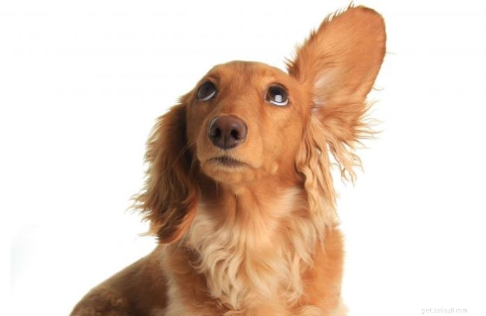 Can Dogs Learn by Observing? Discover Their Remarkable Learning Power