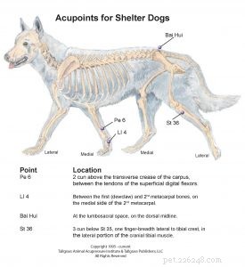 Acupressure: A Proven Relief Technique for Shelter Animals  Anxiety and Fear