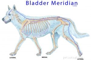 Acupressure: A Proven Relief Technique for Shelter Animals  Anxiety and Fear
