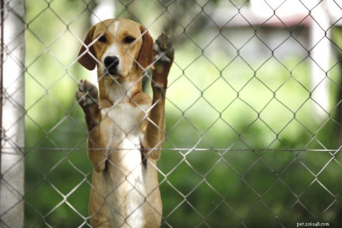 Acupressure: A Proven Relief Technique for Shelter Animals  Anxiety and Fear