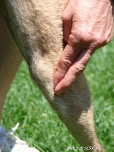 Acupressure: A Proven Relief Technique for Shelter Animals  Anxiety and Fear