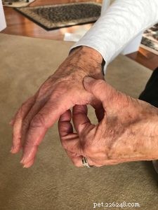 Acupressure: A Proven Relief Technique for Shelter Animals  Anxiety and Fear