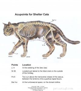 Acupressure: A Proven Relief Technique for Shelter Animals  Anxiety and Fear