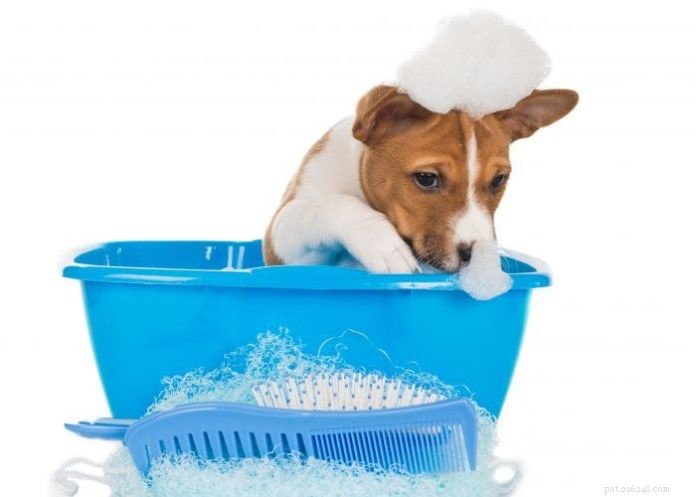 7 Proven Ways to Keep Your Dog Groomed Safely & Stress-Free