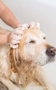 7 Proven Ways to Keep Your Dog Groomed Safely & Stress-Free