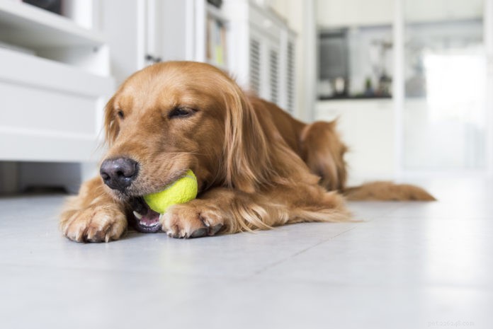 What Happens to Your Dog While You re Away: Understanding Their Behavior