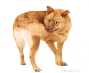 Traditional Chinese Veterinary Medicine: Natural Relief for Dogs with Separation Anxiety