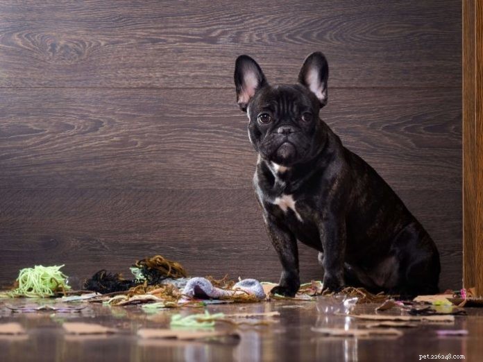Natural Ways to Calm Your Dog s Anxiety