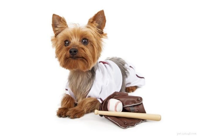 Bring Your Dog to the Ballpark: A Guide to Pet-Friendly MLB Games