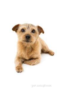 Understanding Reactive vs. Aggressive Dogs: How to Keep Your Pet Safe