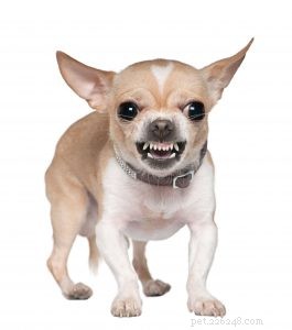 Understanding Reactive vs. Aggressive Dogs: How to Keep Your Pet Safe