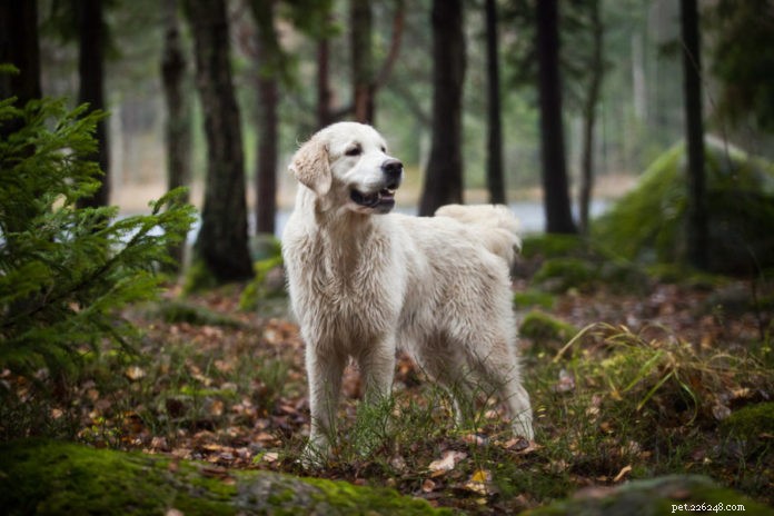 Train Your Dog to Stay Safe Around Wildlife: Expert Training Tips