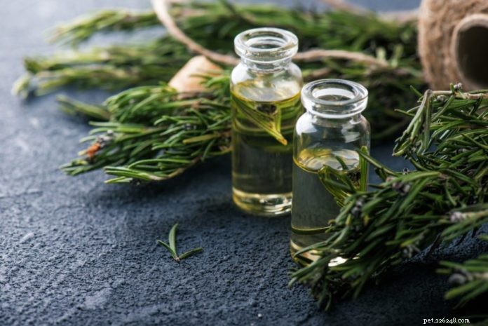 Guide to Using Essential Oils Safely with Your Dog