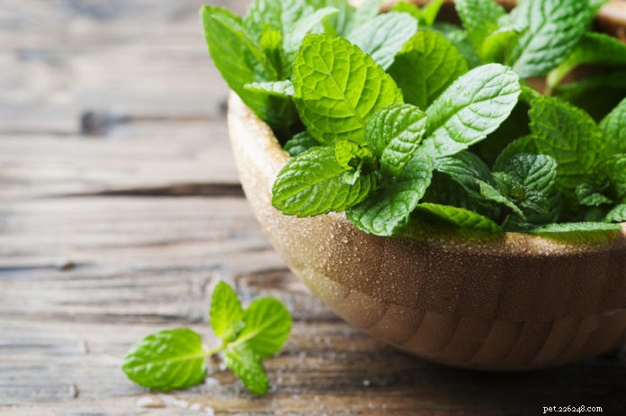 Mint: A Safe, Nutritious Herb to Share with Your Dog
