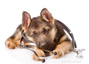 Your Puppy’s First Vet Visit: 8 Essential Tips for a Healthy Start
