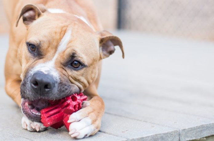 Safe Dental Toys for Dogs: A Trusted Guide to Choosing the Best Oral Care Playthings