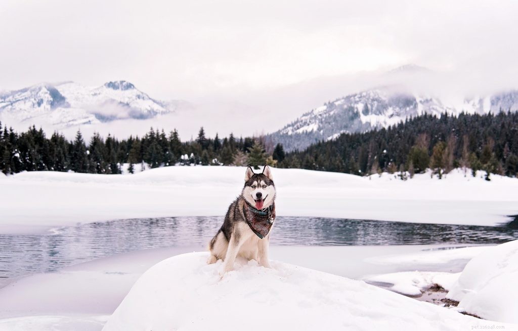 Ripley: Washington Husky Championing Puppy Mill Reform