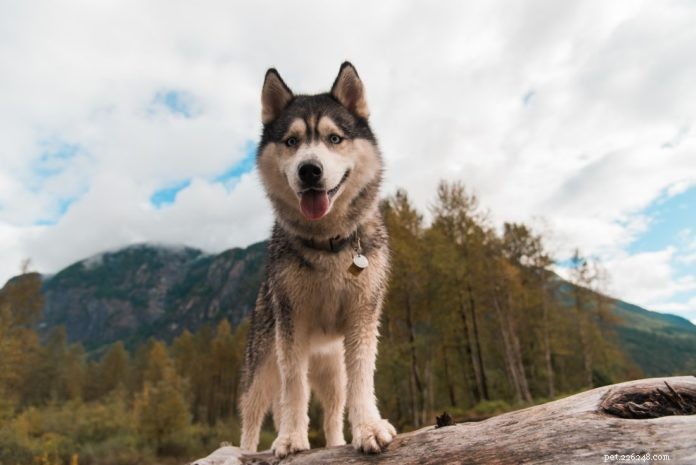 Ripley: Washington Husky Championing Puppy Mill Reform
