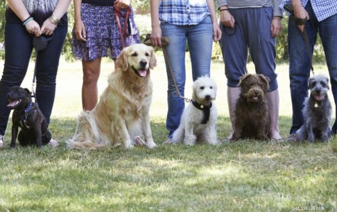 Choosing the Right Dog Training Class: A Guide for You and Your Dog