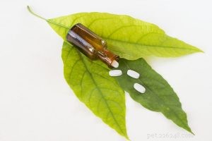 Functional Medicine for Dogs: Root-Cause Healing & Optimal Wellness