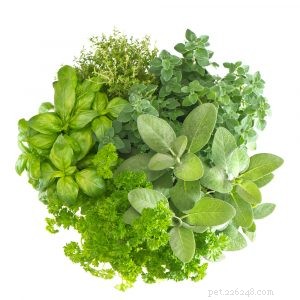 Functional Medicine for Dogs: Root-Cause Healing & Optimal Wellness
