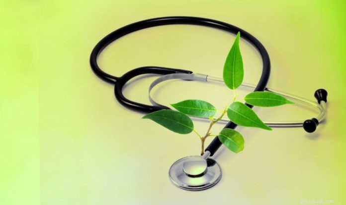 Functional Medicine for Dogs: Root-Cause Healing & Optimal Wellness