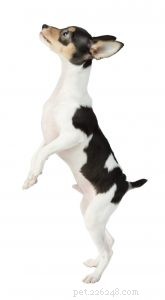 Choosing the Right Dog Training Class: A Guide for You and Your Dog