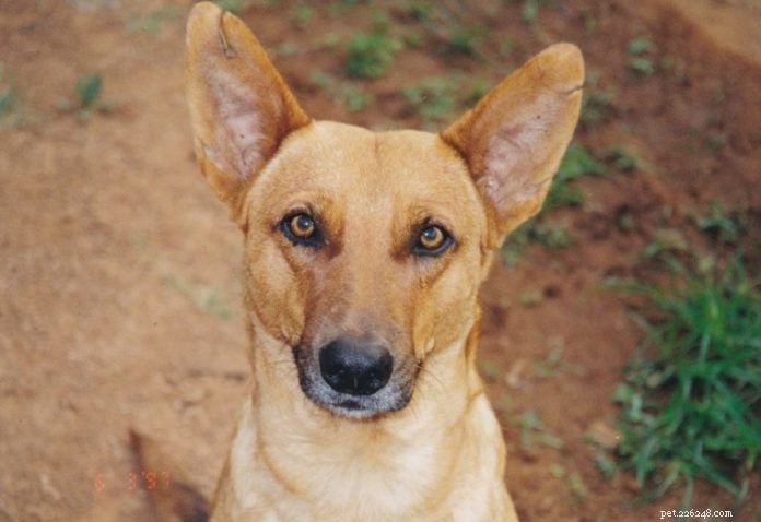 Indigenous Dogs: The Untamed Roots of Modern Breeds