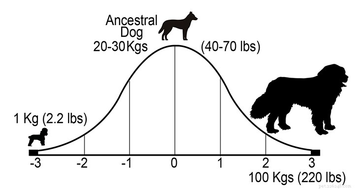 Indigenous Dogs: The Untamed Roots of Modern Breeds
