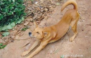 Indigenous Dogs: The Untamed Roots of Modern Breeds