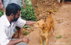 Indigenous Dogs: The Untamed Roots of Modern Breeds