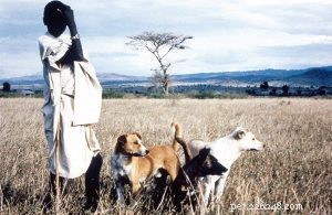 Indigenous Dogs: The Untamed Roots of Modern Breeds