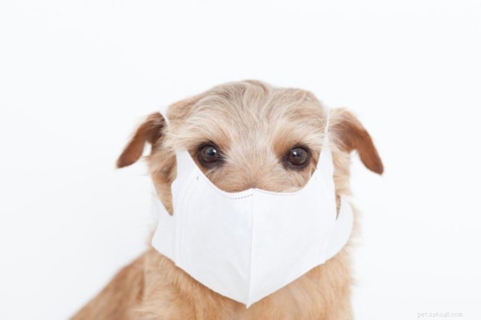 Understanding Kennel Cough: Causes, Prevention, and Natural Remedies