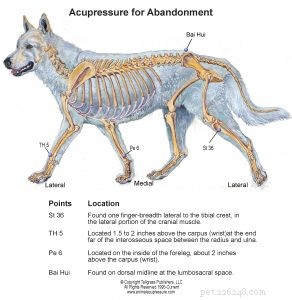 How Acupressure Helps Abandoned Dogs: A Comprehensive Guide