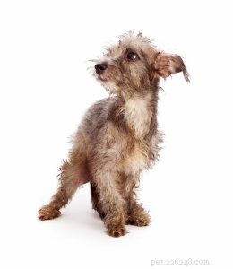 How Acupressure Helps Abandoned Dogs: A Comprehensive Guide