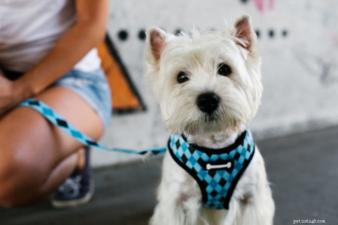 The Ultimate Guide to Dog Harnesses: Comfort, Safety, and Performance