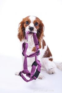 The Ultimate Guide to Dog Harnesses: Comfort, Safety, and Performance
