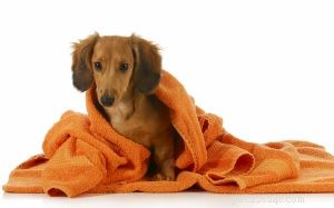 Professional Guide: Massage Your Dog for Stress Relief & Muscle Relaxation