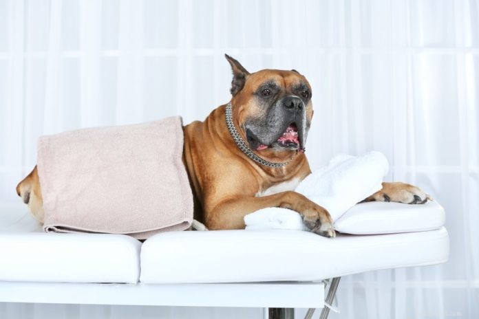 Professional Guide: Massage Your Dog for Stress Relief & Muscle Relaxation