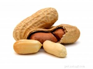 Can Dogs Safely Consume Common Food Seeds? Expert Guide