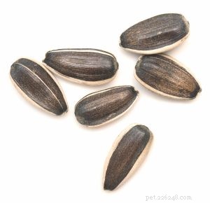 Can Dogs Safely Consume Common Food Seeds? Expert Guide
