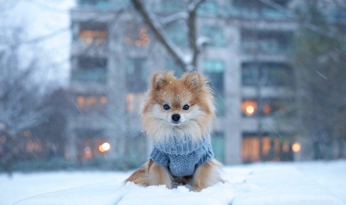 Pom Pom Chewy: Rescued Pomeranian s Inspiring Journey