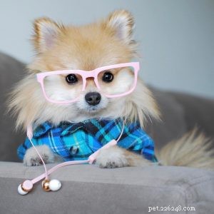 Pom Pom Chewy: Rescued Pomeranian s Inspiring Journey