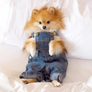 Pom Pom Chewy: Rescued Pomeranian s Inspiring Journey