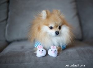 Pom Pom Chewy: Rescued Pomeranian s Inspiring Journey